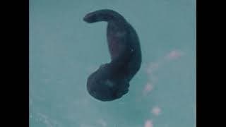 Life And Death In A Pond (1981)