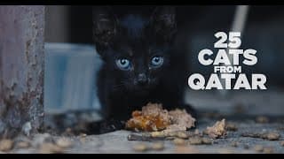 25 CATS FROM QATAR - FULL FRAME TRAILER HQ (2025)