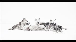 ICE DOGS Movie Trailer (Official)