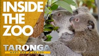 Welcome to Taronga Zoo | Taronga: Who's Who in the Zoo 2020