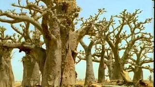 BAOBAB de Laurence ATTALI - ( n° 2 La Trilogie des Amours - 24' - 2000)
