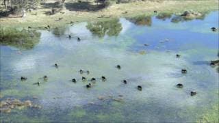 BBC - Planet Earth - Trailer