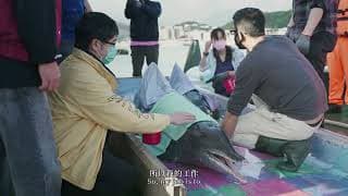 《鲸之声》Hearing from the Dolphin  |  新加坡华语电影节 Singapore Chinese Film Festival 2023