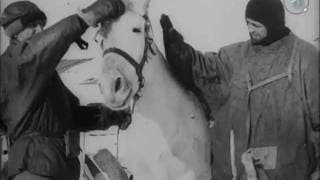 Captain Scott and Dr. Wilson with the Pony 'Nobby' (1912) | BFI National Archive