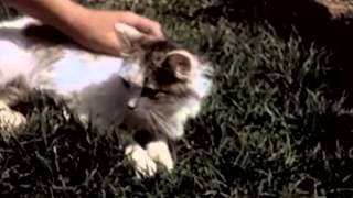 It's A Cat's Life - circa 1950 - CharlieDeanArchives / Archival Footage