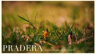 Pradera | Un ensayo fotográfico de Pedro Vincent
