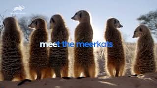 Meet the Meerkats - Promo | 13th December 2021 @9PM | Animal Planet
