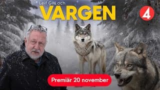 Leif GW och vargen | Trailer | Premiär 20 november | TV4 Play