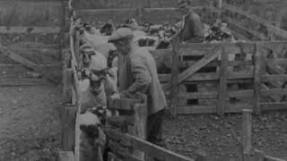 Blackfaced Sheep (1946) | BFI National Archive