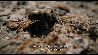 Hlas lesa trailer