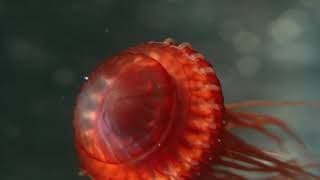 Deep Ocean: Lights in the Abyss trailer - WFFR 2017