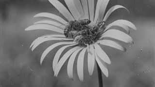 Honey Country (1950) | BFI National Archive