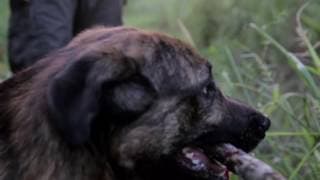 Our War - Trailer - Stockholm International Film Festival 2016