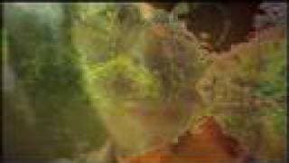 Hallucinogens:  Peyote to LSD: A Psychedelic Odyssey-the Amazon