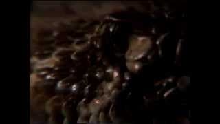 Silent Predators TV Spot