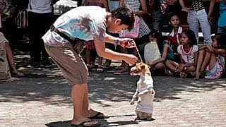 DA DOG SHOW | Trailer deutsch german [HD]