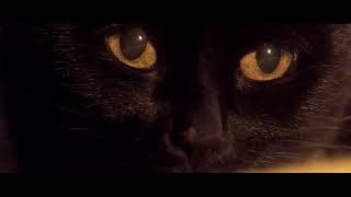 Somos animales