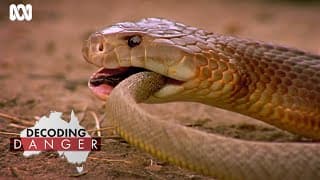 How Australian snakes became so venomous | Decoding Danger