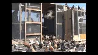 Up on the Roof (2008) film trailer