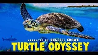 Turtle Odyssey - Official Trailer