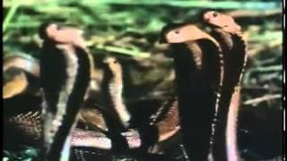 Zuma (1985)- Trailer Inglés