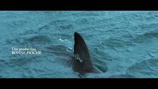 AU PLUS PRÈS DES REQUINS - Extrait