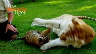 The Miracle Tiger