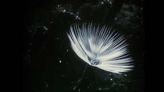 Trailer | Herbaria | Leandro Listorti