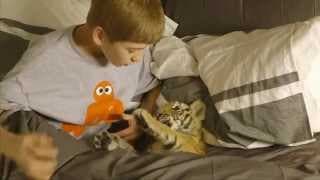 A Tiger's Tail - Official Trailer