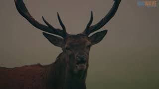 New Forest - A year in the Wild Wood (Trailer)