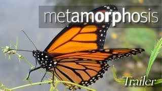Metamorphosis: The Beauty & Design of Butterflies