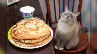 Blin cat