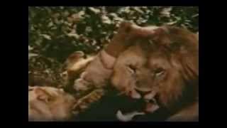 Trailer de Holocausto Cannabis (2001)