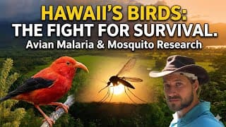 Hawaii's Forest Birds: Avian Malaria and Mosquito Research (Documentary)