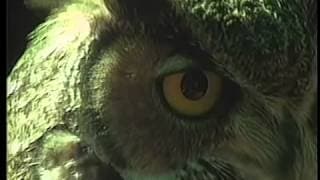 Bill Viola - Owl - I Do Not Know What It Is I Am Like 1986