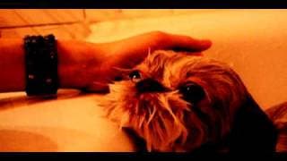 Trippy Dog Video