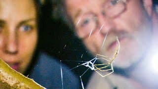 Net-Casting Spider Ensnares Prey | The Dark: Nature's Nighttime World | BBC Earth