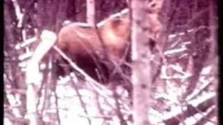 GRIZZLY 2 - CLAWS (1977) Con Jason Evers