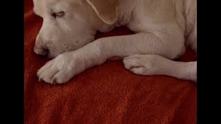 Teaser trailer | O cão de Ulisses (Guillermo Amengual, 2024)