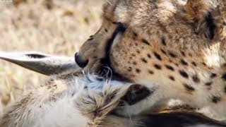 Cheetah chases Gazelle - Inside the Perfect Predator - BBC