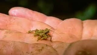 Crazy Looking Creatures | Expedition Borneo | BBC Studios