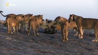 Lion Documentary - Lion Gangland - Nat Geo Wild HD