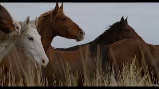 In the Company of Wolves - Trailer