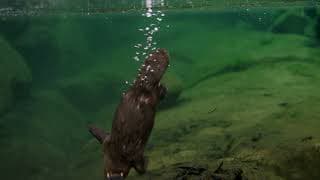 David Attenborough's Tasmania - Trailer