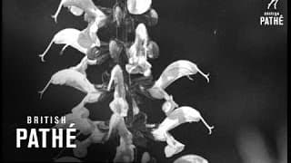 Secrets Of Nature - In All His Glory (1931)