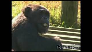 Monkey Business Intro - 1998 TV Series