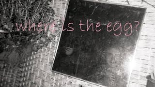 where is the egg?