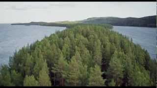 Tale of a Forest