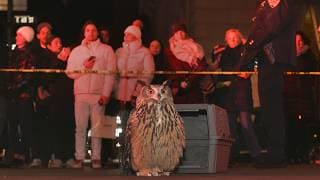 WILD INSIDE - Flaco the Owl Documentary - Official Theatrical Trailer - In Theaters July 31st