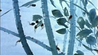 小蝌蚪找妈妈 little tadpoles looking for their mother